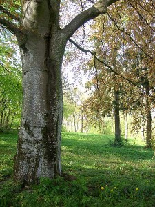 Veranstaltungsort DO ut DES Park